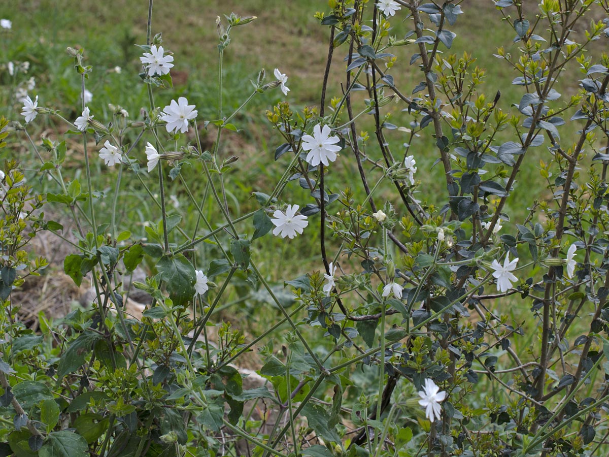 Habitus S. divaricata